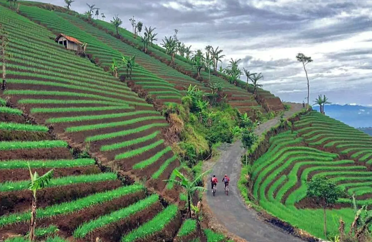 jalur ke terasering panyaweuyan