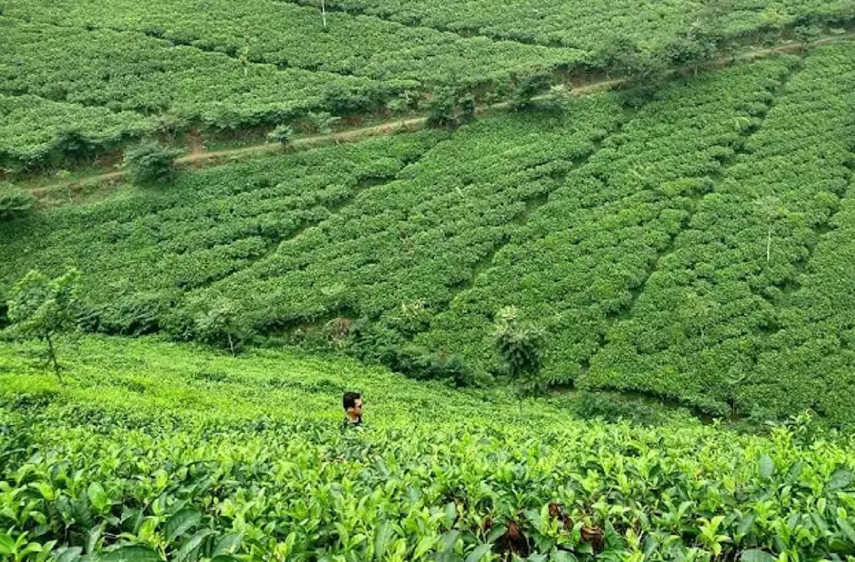 kebun teh cipasung lemahsugih