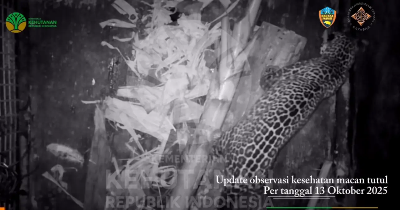 macan tutul masuk hotel di bandung