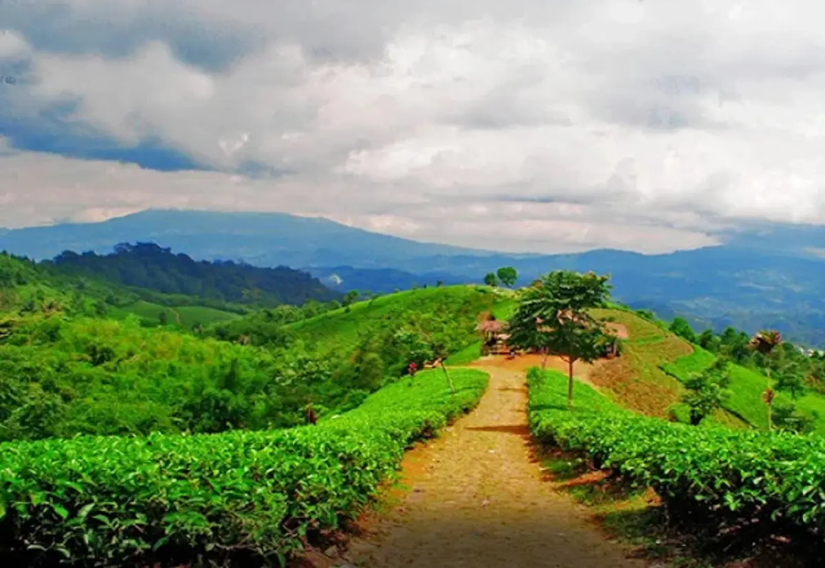 wisata kebun teh cipasung