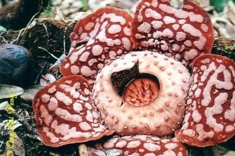 Bunga Rafflesia Hasseltii
