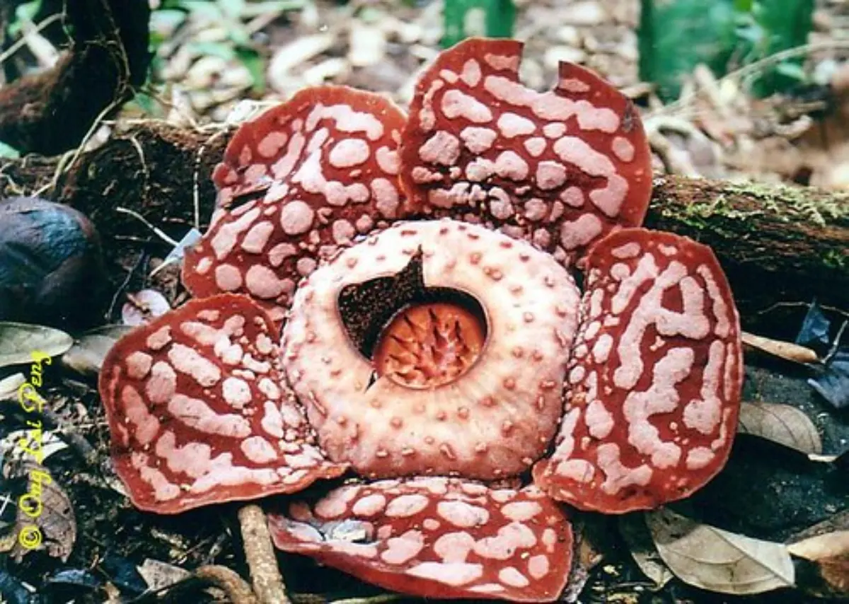 Bunga Rafflesia Hasseltii