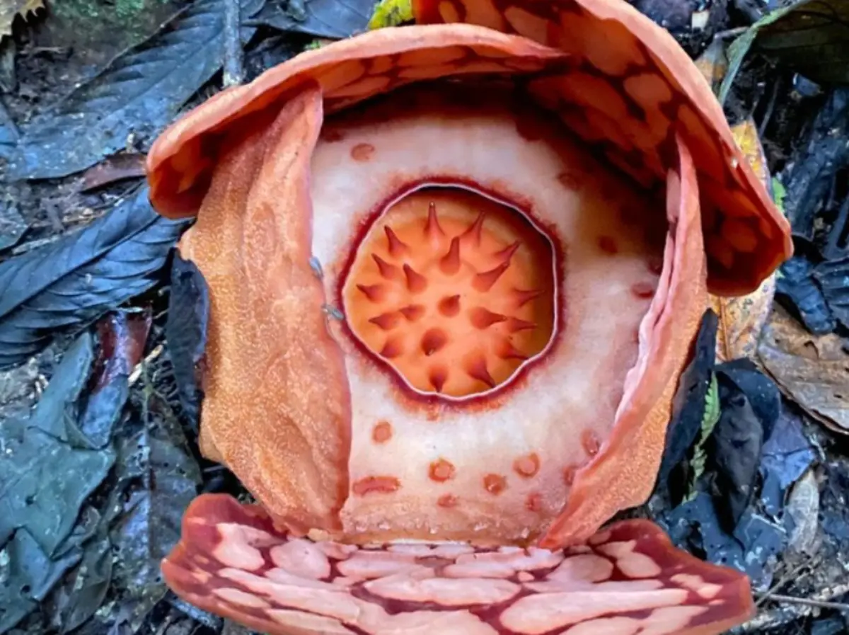 Bunga Rafflesia Hasseltii