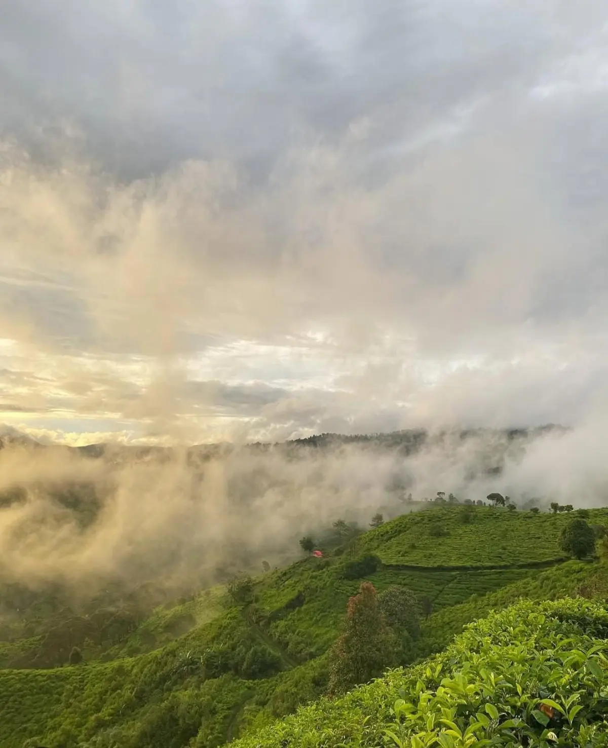 Rekomendasi Wisata Kebun Teh Pangalengan