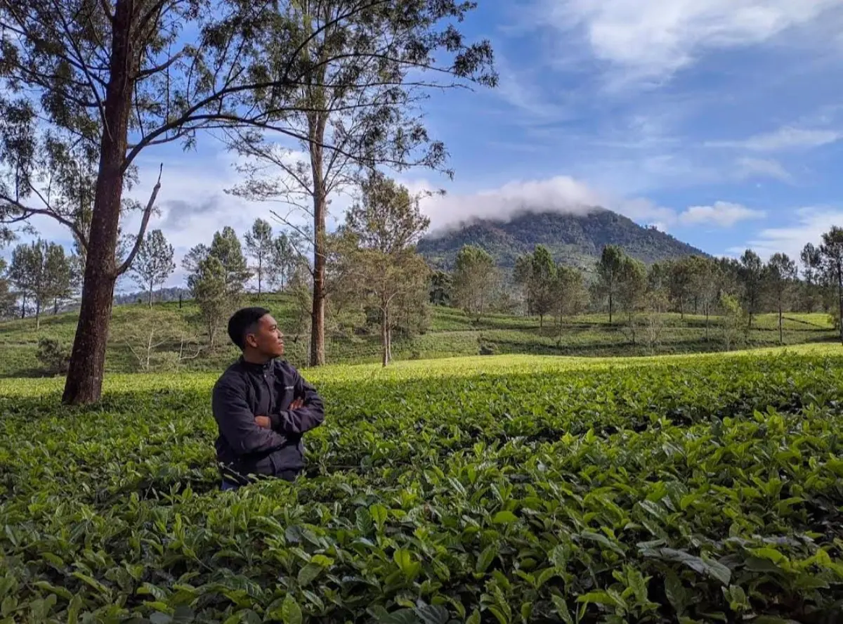 Kebun Teh Pengalengan