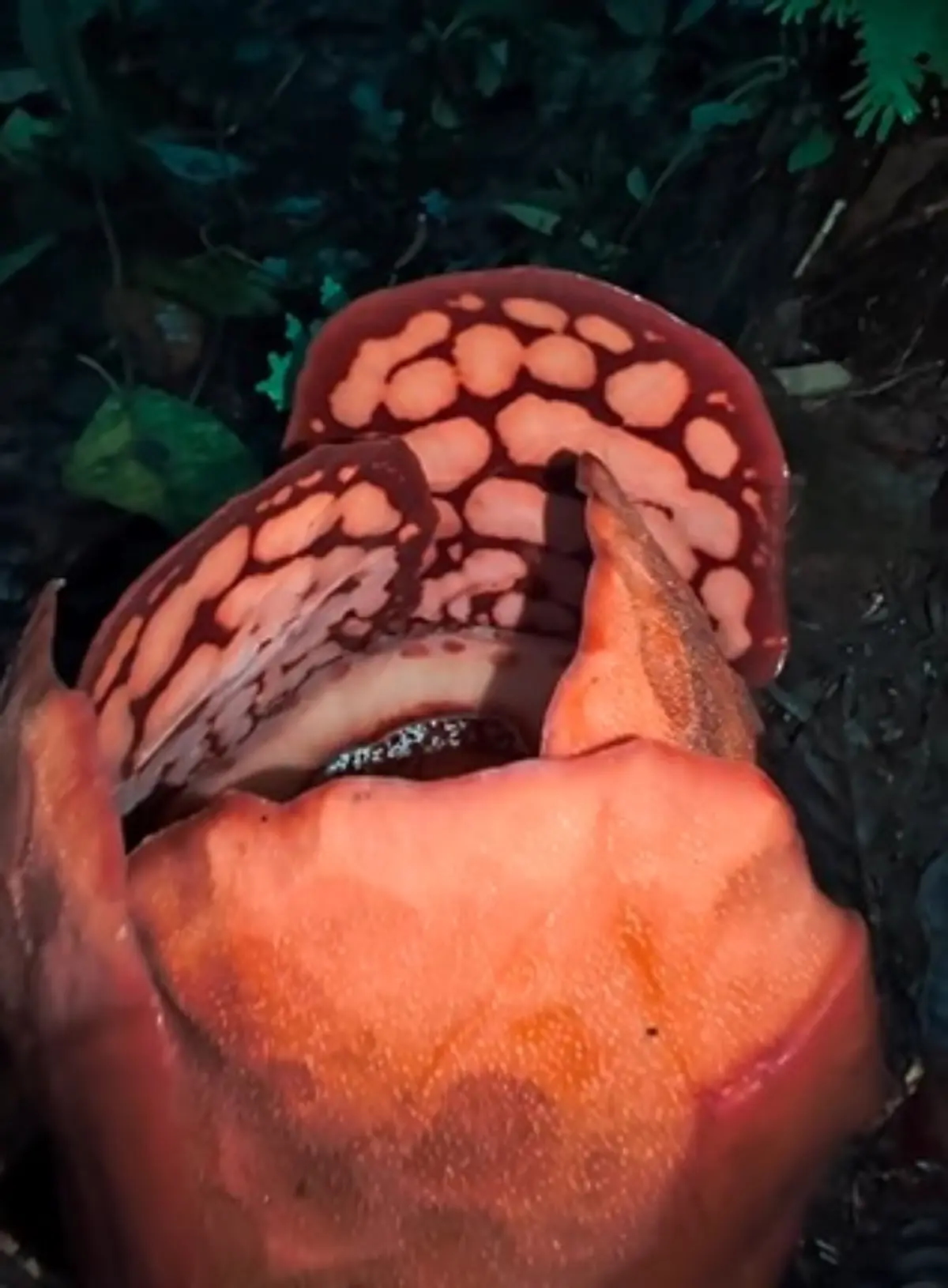 Momen Mekarnya Bunga Rafflesia Hasseltii di Sumatera Barat