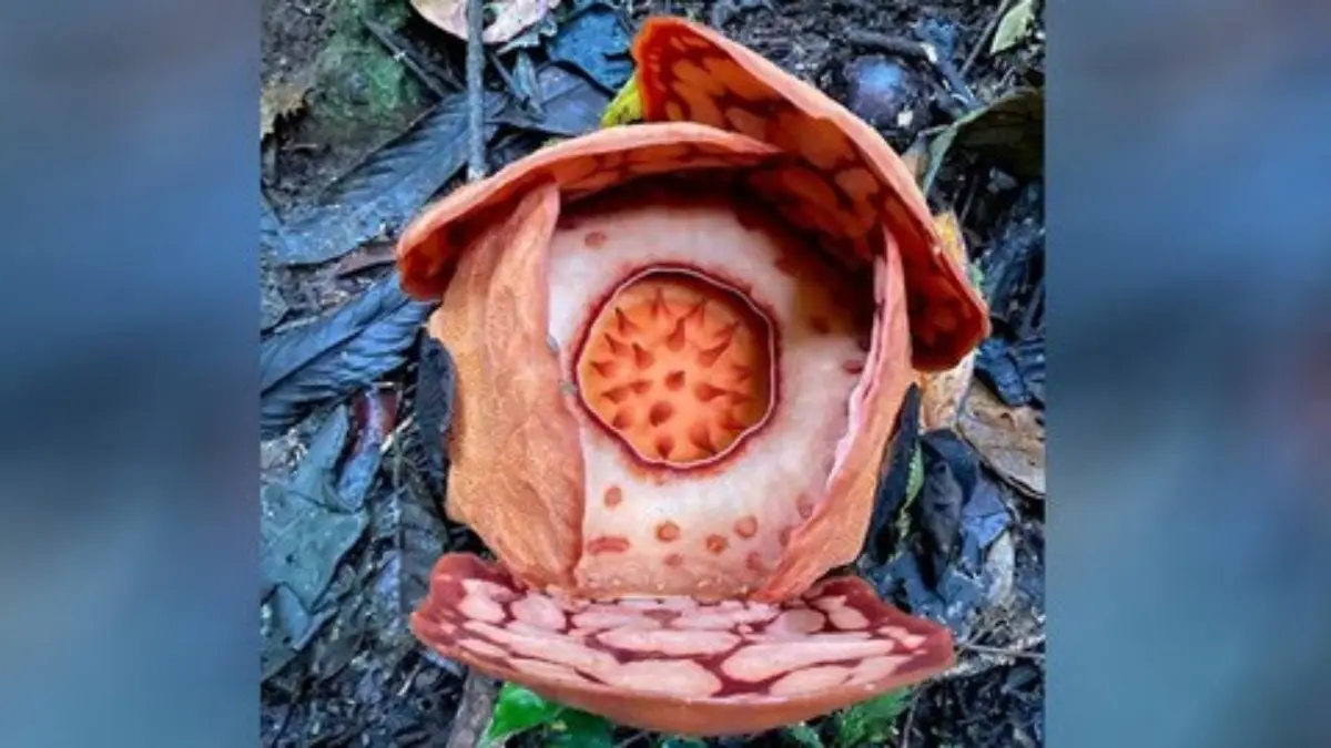 Tumbuhan Rafflesia Hasseltii ditemukan di hutan hujan Hiring Batang Somi, Kecamatan Sumpur Kudus, Sumatera Bar