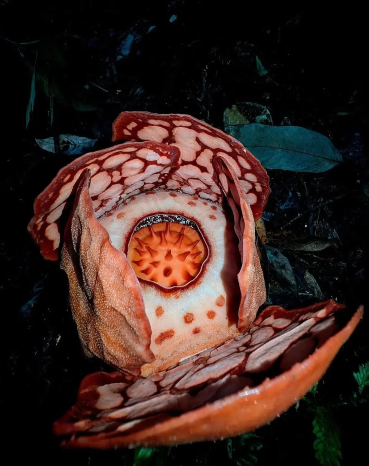 Bunga Rafflesia Hasselti
