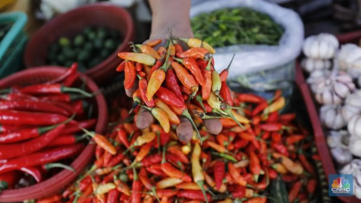 cek harga cabai hari ini