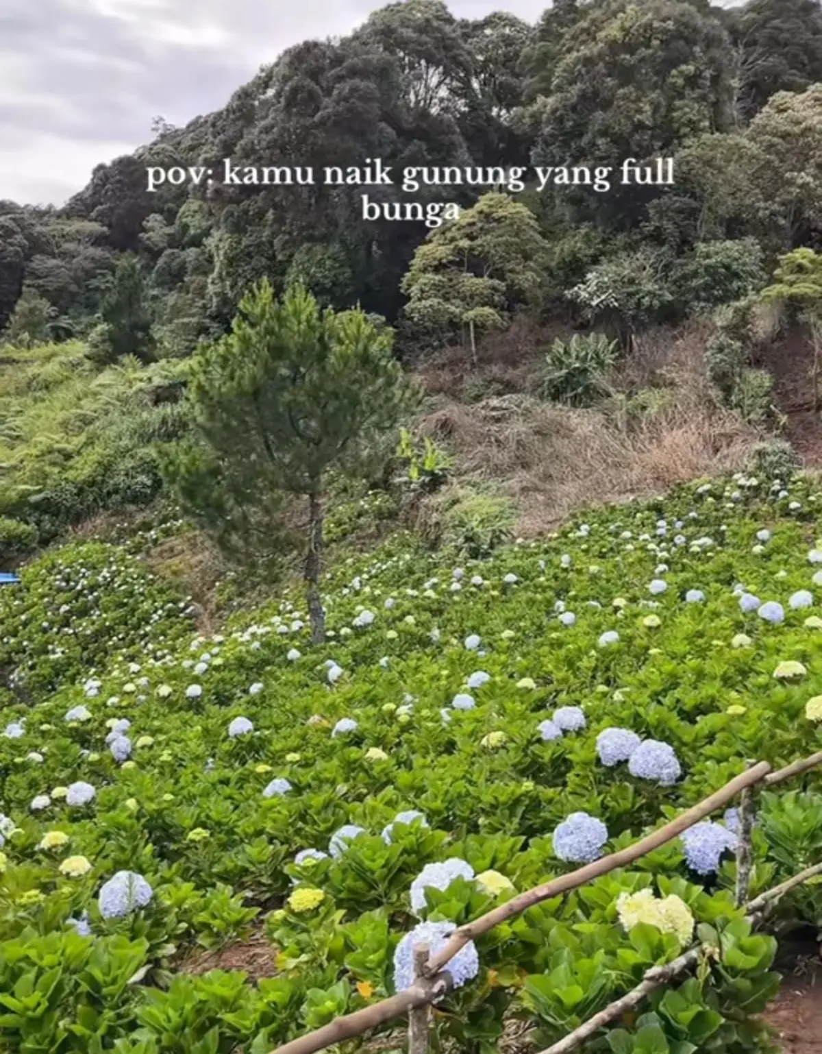 Gunung Luhur Sukamakmur