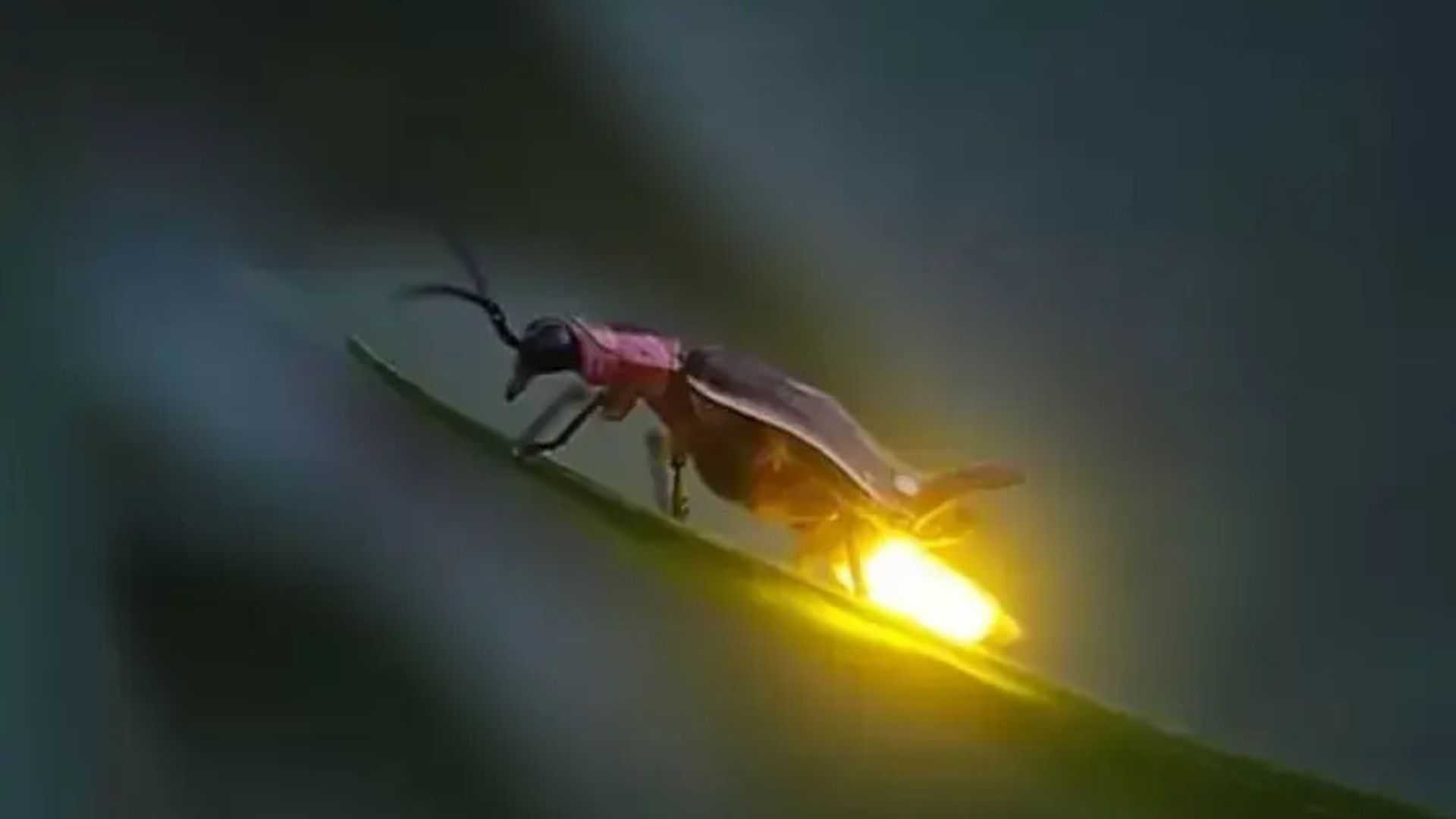 Kenapa Kunang‑Kunang Semakin Jarang Terlihat? Ini Alasannya. Foto: Ist - mimbarjumat.com