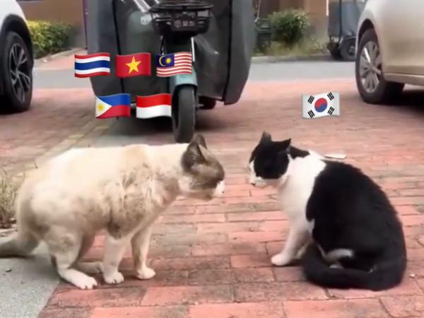 Akhir-akhir ini, platform X/Threads dipenuhi dengan konflik besar antara sejumlah netizen Asia Tenggara (dikenal sebagai SEAblings) dan sebagian netizen Korea Selatan (dikenal sebagai Knetz). Foto: iNews - mimbarjumat.com