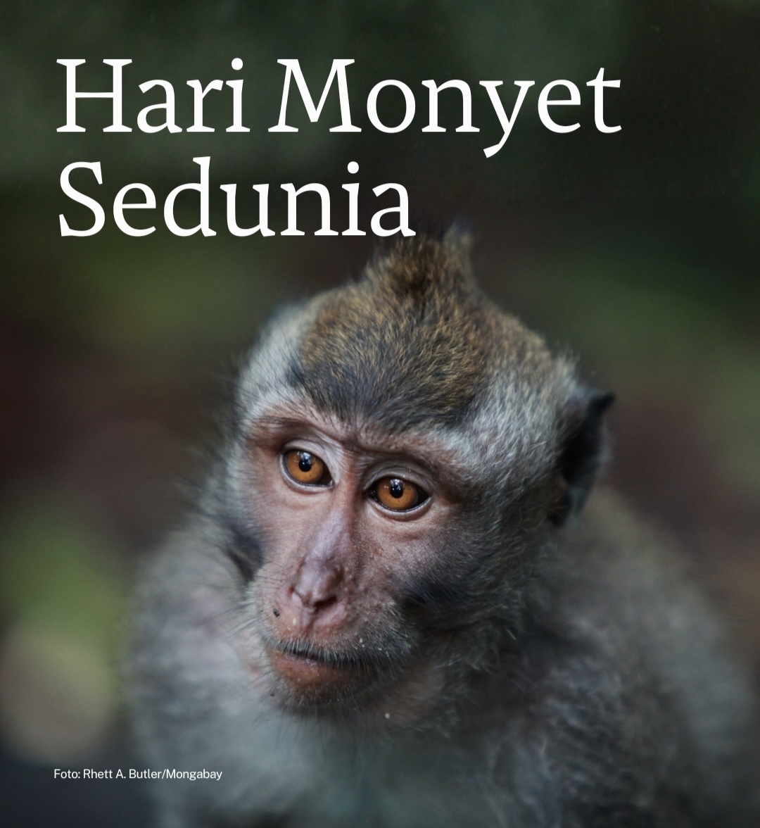 Hari Monyet Sedunia